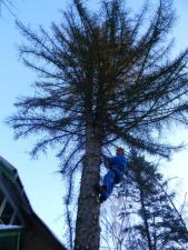 Спилить удалить дерево в Павловской Слободе, Истре,Архангельском.