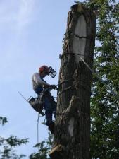 Спилить удалить дерево в Раменском районе,Жуковском.Кратово,Быково,Удельная,Малаховка,Красково,Ильинская.