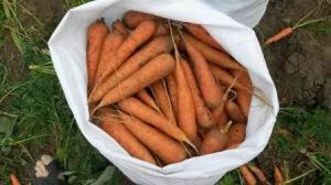 Морковь мытая и немытая оптом
