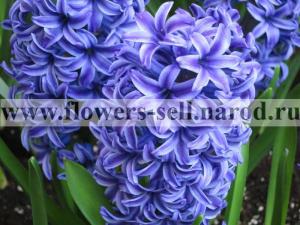 Оптовые продажи цветов к 8 марта: горшечные, луковичные гиацинт, крокус; гербера