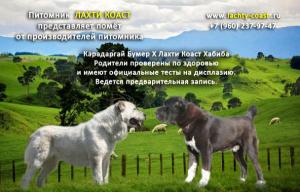 Щенки среднеазиатской овчарки из питомника СПб