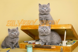 Британские плюшевые голубые котята с Москвы. Доставка