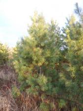 Саженцы кедра,высотой 1.4-1.6 метра.Осуществляем посадку деревьев и кустарников.