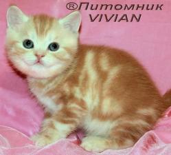 Британские котята красный мрамор из питомника VIVIAN