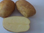 Семенной картофель из Беларуси. Доставка по всей РФ.