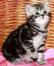 Британские котята черный мрамор на серебре из питомника VIVIAN.
