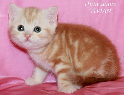 Купить Британского Котенка В Брянске