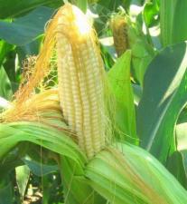 Гибриды семян Кукурузы (Pioneer, Singenta, Monsanto, NS, Limagrain)