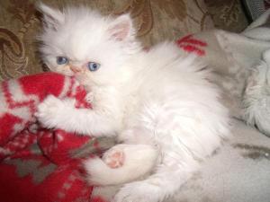 Шикарных персидских котят ред-пойнт