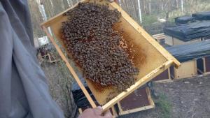 Пчелопакеты пчелы Пчеломатки Карника Карпатка СПб 2024