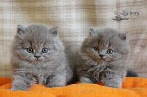 Длинношерстные ГОЛУБЫЕ британские котята из питомника.
