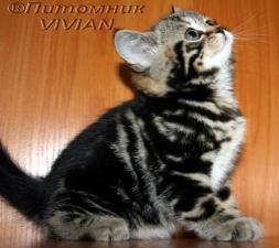 Клубные британские котята черный мрамор из питомника.