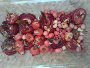 Луковицы тюльпанов, гладиолусов