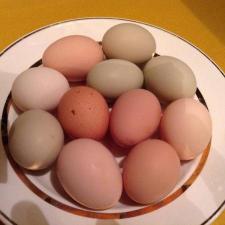 Яйца куриные, цесариные, инкубационные