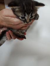 Котенок в добрые и заботливые руки