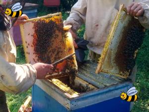Пчелопакеты и пчелосемьи среднерусской породы пчёл в Санкт-Петербурге