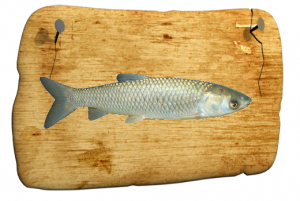 Живая рыба Белый амур для пруда