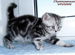 Британские котята мрамор на серебре из питомника VIVIAN.