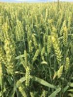 Семена озимой мягкой пшеницы сорт Донская Юбилейная ЭС/РС1