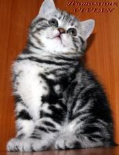Британские клубные котята мрамор на сребре из питомника VIVIAN.