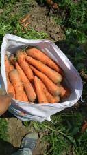 Продаю молодую морковь оптом урожай 2019 г. в Киргизии