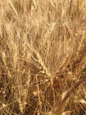 Продаю семена озимой пшеницы сорт Аксинья ЭС