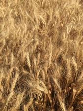 Продаю семена озимой пшеницы сорт Находка ЭС