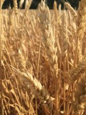Продаю семена озимой пшеницы сорт Зерноградка 11 ЭС