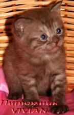 Британские котята дымный шоколад из питомника VIVIAN.