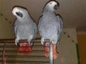 Птенцы попугая Жако