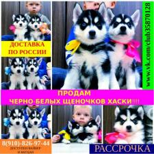 Красивые сибирские хаски щеночки