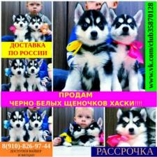 Сибирские хаски продажа щенков