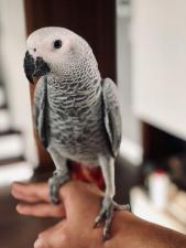 Самый умный попугай Жако, ручные птенцы