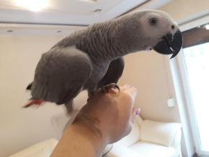 Говорящий попугай Жако Ручные птенцы