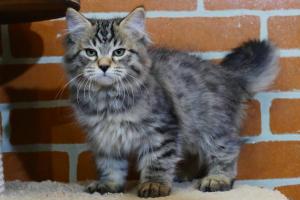 Продается Сибирские котенок - кот из питомника