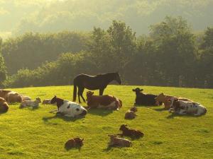 Закупаем коров, быков, лошадей живым и убойным весом, у населения и организаций .