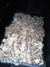 Продам свежие грибы вешенки