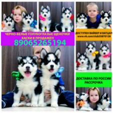 Сибирские хаски черно-белые щенята в продаже