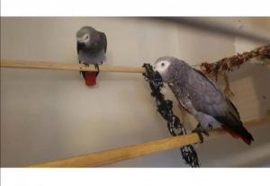 Африканские серые попугаи доступны