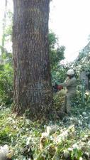 Удаление сил аварийных деревьев