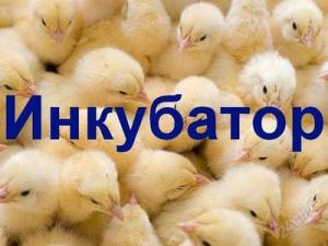 Домашний электрический инкубатор для цыплят и гусят на 45 яиц Золушка 220/12