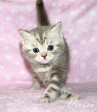 Лиловый мрамор на серебре британские котята из питомника