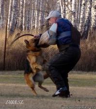 Дрессировка собак. Московская область