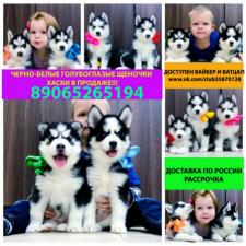 Сибирские хаски щеночки в продаже