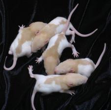 Крысята ручные милые домашние крысы крыса крыс