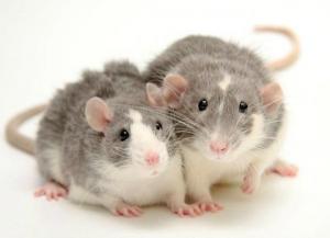 Крысы рекс кудрявые крысята редкие красивые милые ручные
