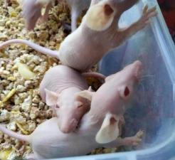 Крысята крысы крыса крыс крысенок домашние сфинкс голые резиновые и пуховые фазз