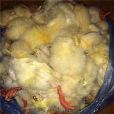 Суточные цыплята на корм животным, заморозка, в герметичных пакетах по 2 кг