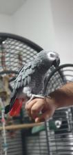 Ручной выращенный африканский серый попугай