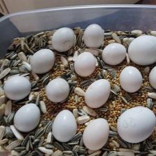 Свежие положенные плодородные яйца попугая